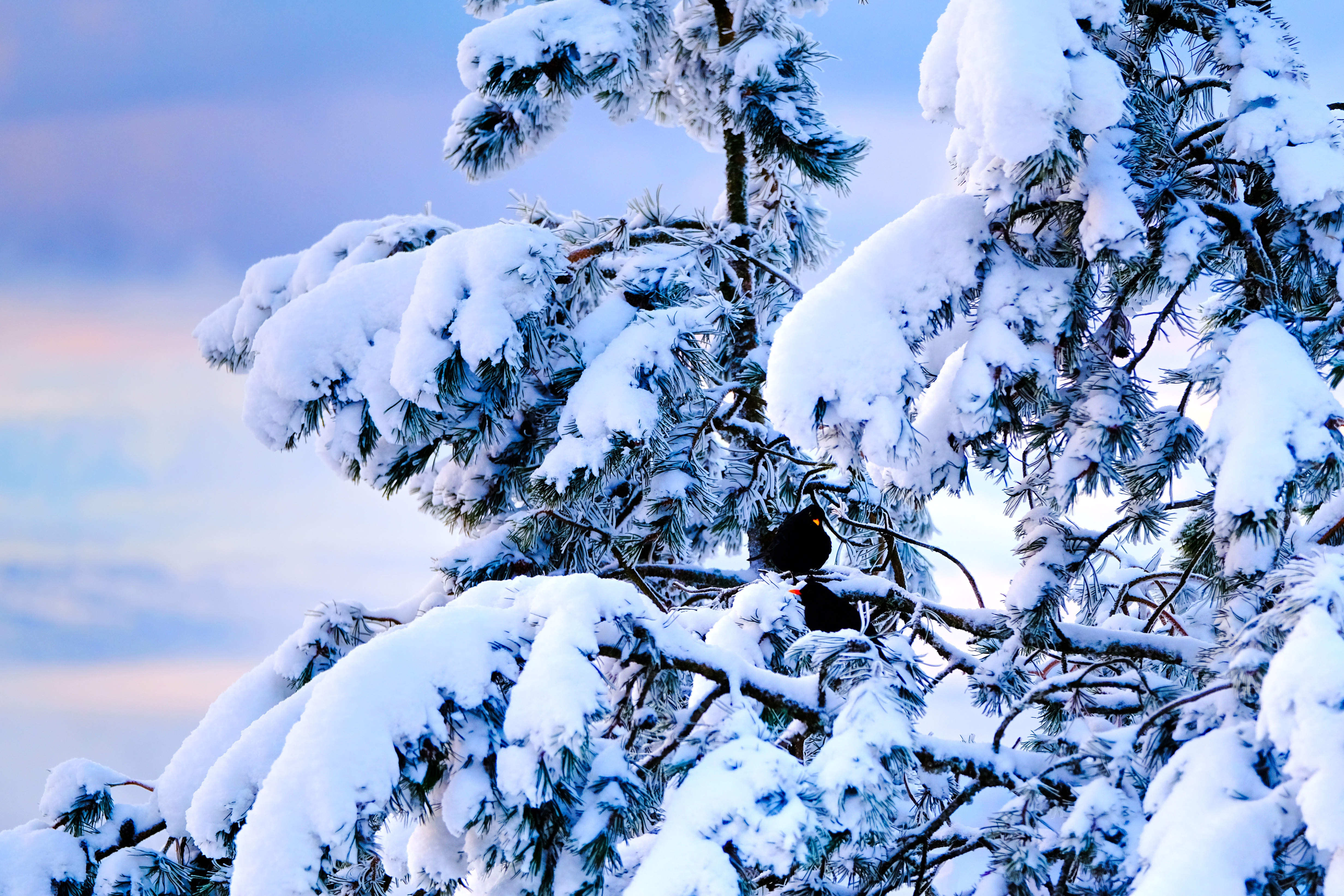 Lots of activity in that tree for a winter day...