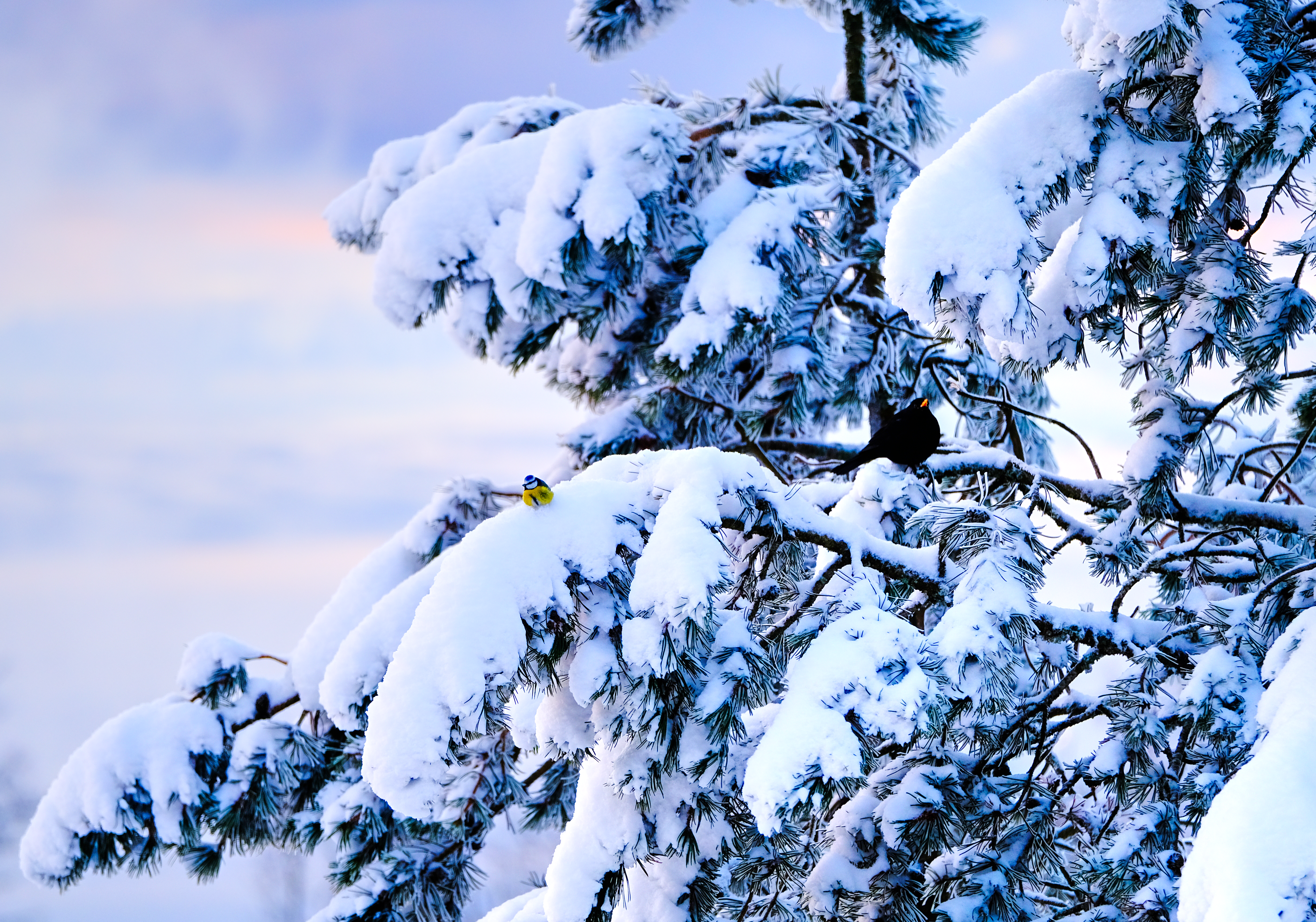 The day after a snowfall