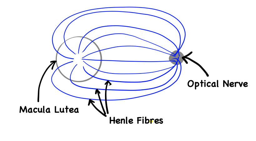 Henle fibers schematics