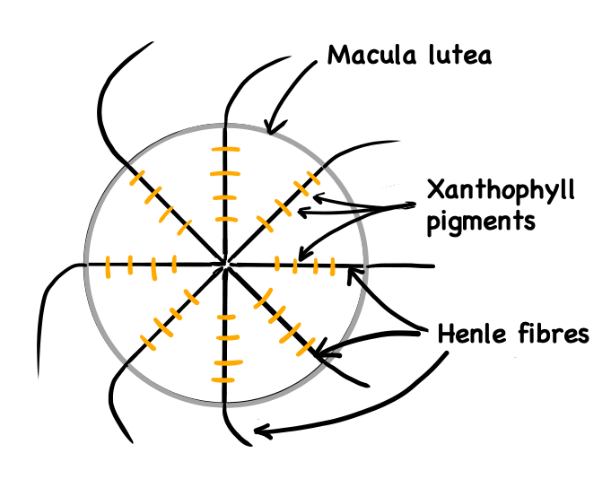 Pigment orientation in the eye